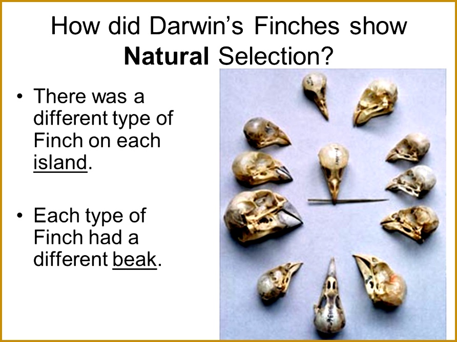 How did Darwin s Finches show Natural Selection 669892