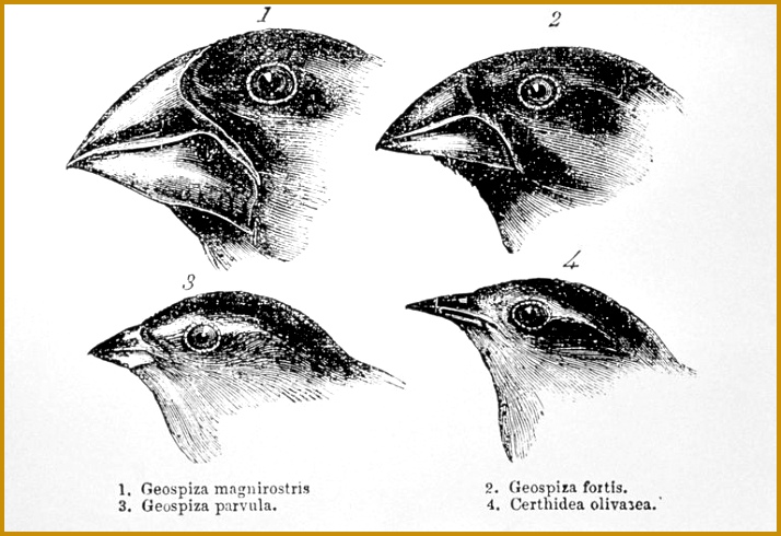Diagram of beaks of Galapagos finches by Darwin 490714
