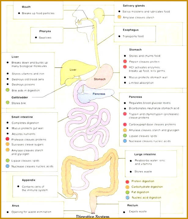 5 Digestive System Worksheet | FabTemplatez