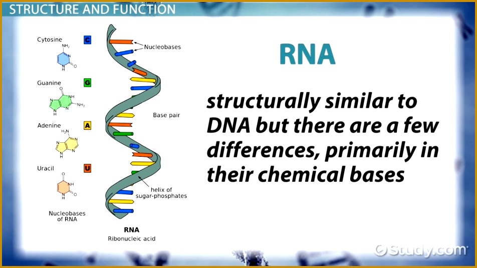 Genetic Material Definition Structure & Function Video & Lesson Transcript 535952