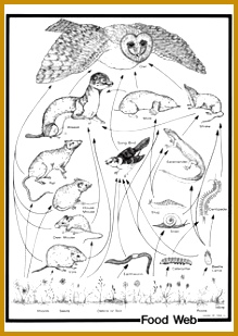 Food Web Poster 219309