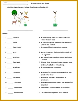 Ecosystem or food web cards producers consumers de posers 325251