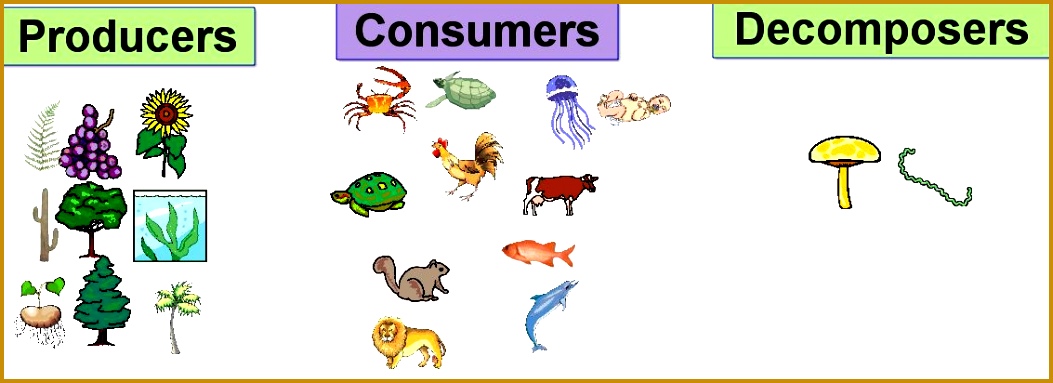 Some Parts of the Food Chain Producers Consumers De posers 3831053