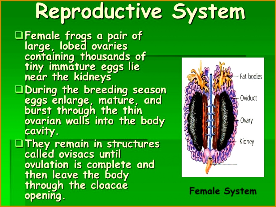 Reproductive System Female frogs a pair of large lobed ovaries containing thousands of tiny immature 892669