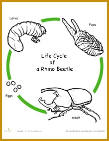 Color the Life Cycle Rhino Beetle 283219