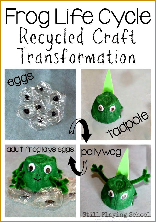 Frog Life Cycle Recycled Craft 930651