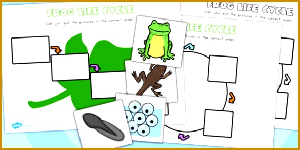 Frog Lifecycle Worksheets life cycle life cycles minibeasts 292585