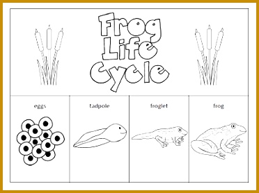 life cycle of a frog worksheet cut and paste 278372