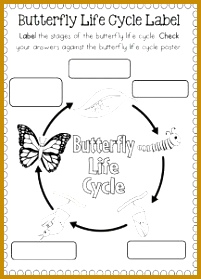 life cycle butterfly worksheet for kids 2 201279
