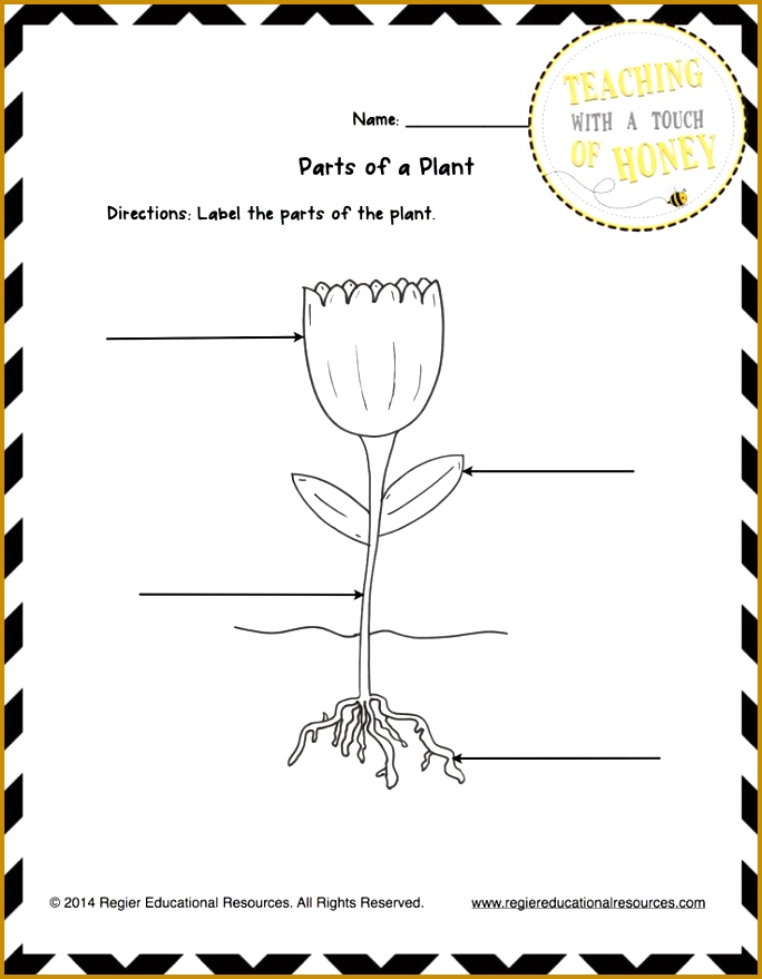 Parts A Plant Worksheet For First Grade three activity sheets 879684