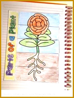 FREE Plants Interactive Notebooks Foldable Craftivity Science Activities Spring Activities Teachers Pay Teachers Promoting Success for You and Your 325244