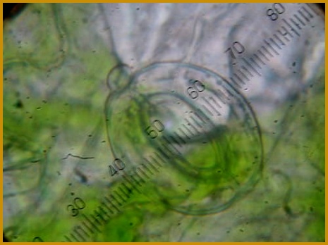 Leaf Structure and Function Read Biology hlzne License CC BY NC 3 0 348465