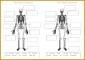 3 Skeletal System Worksheet