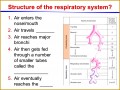 7 the Respiratory System Worksheet
