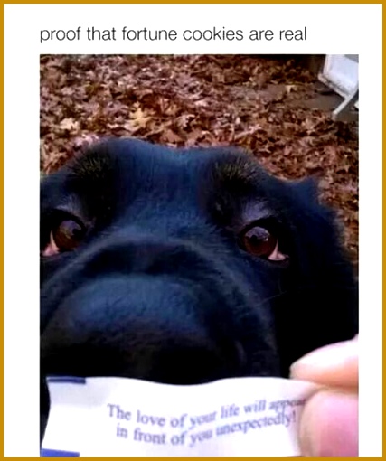 Fortune Cookie Cute Things Dog Quotes Cute Dogs Funny Status Bestfriends Puppies Shots Beautiful Dogs 427510
