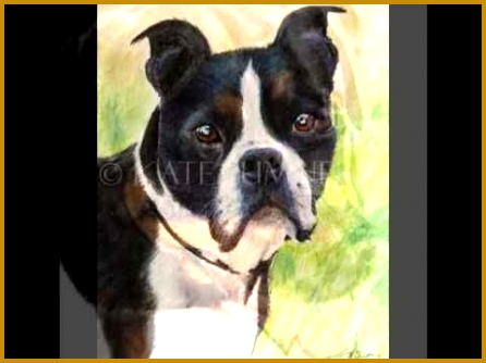 Pastel Pet Portraits by Kate Sumners youtube video 334446