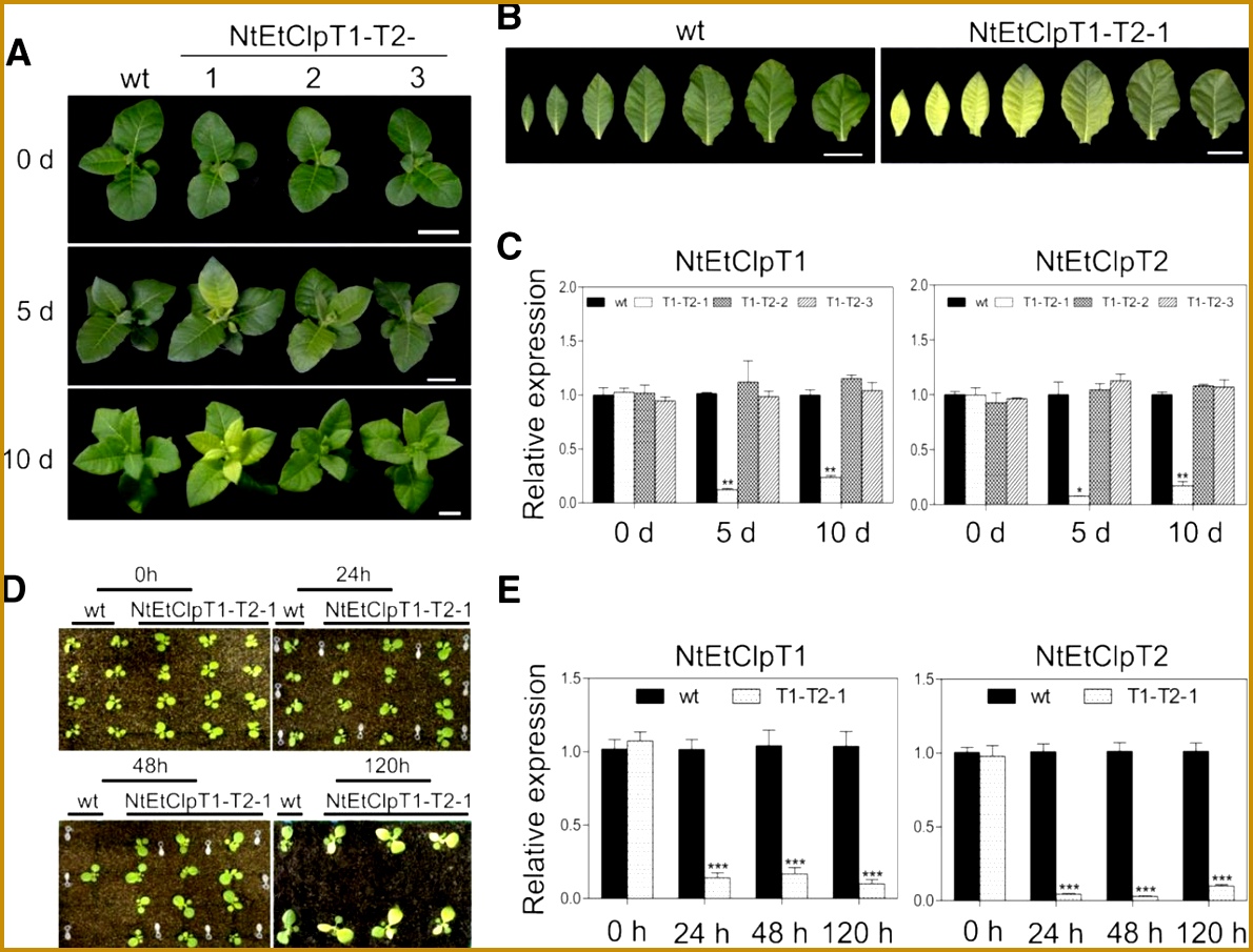 Two Letter Words with Q Unique Temporal Proteomics Inducible Rnai Lines Clp Protease Subunits 9051190