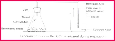 Experiment to Show that CO2 is Releaed During Respiration