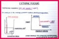 Class 12 Notes Chemistry Environmental Chemistry Exercise